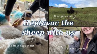 HEPTAVAC P PLUS THE SHEEP [upl. by Pall]