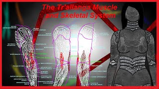 The basic biology of a Trallanga muscular and skeletal system [upl. by Llenaej6]