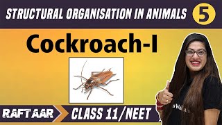 Structural Organization in Animals 05  CockroachI   Class 11NEET  RAFTAAR [upl. by Blackman]