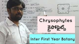 Chrysophytes  క్రైసోఫైట్స్  Inter First Year Botany  4 Marks Questions [upl. by Eelrehpotsirhc]