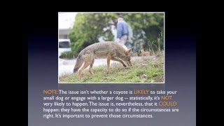 Coyotes As Neighbors What to Know and Do by CoyoteCoexistenceCom [upl. by Forkey]