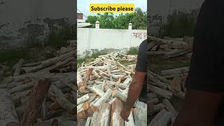 Cutting Lakadi Ka Dher With Stihl Chainsaw [upl. by Varden]