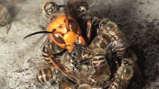 Giant hornet vs Japanese honeybees Hot defensive bee ball [upl. by Atnauqahs]