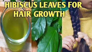 Hibiscus Leaves for Hair Growth  hibiscus for hair growth  Hibiscus leaf for hair growth  Thali [upl. by Coben]