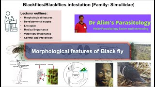 Morphological features of BlackflySimulium species [upl. by Darrel]