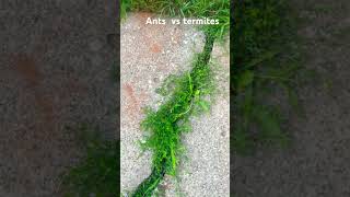 Ants vs termites antwar [upl. by Eittod]