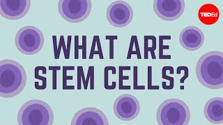 What are stem cells  Craig A Kohn [upl. by Ariajay]