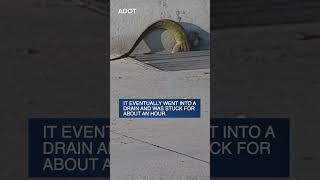 Crews capture monitor lizard wandering along Loop 101 in north Phoenix [upl. by Bluefarb342]