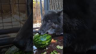 Most Dogs LOVE Watermelon 🍉 [upl. by Constantine618]