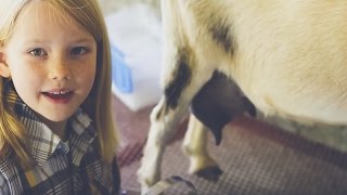 How to Milk a Goat  Taught by an 8 year old kid [upl. by Chelsae]