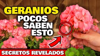 VERDADERA MARAVILLA GERANIOS o NOVIOS PLANTAS con PODER MEDICINAL  Cuidados en Jardín y Huerto [upl. by Yecaw]