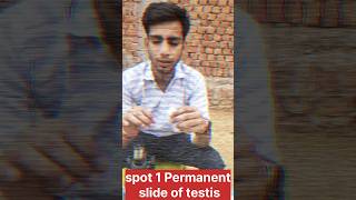 spot  permanent slide of testis experiment science crazyxyz youtubeshorts biology youtube [upl. by Neerol]