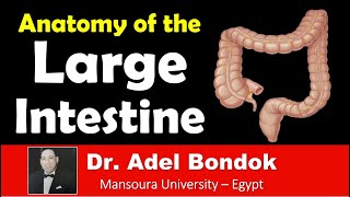 Anatomy of the Large Intestine Dr Adel Bondok [upl. by Jr]