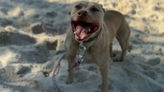 Update on Florida Dog fighting bust dog apbt [upl. by Oribelle]