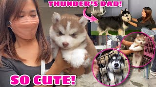 Are We Getting A New Puppy  Kennel Visit  Husky Pack TV [upl. by German]