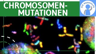 Chromosomenmutationen  Begriff Deletion Duplikation Inversion Insertion amp Translokation erklärt [upl. by Ahtael]