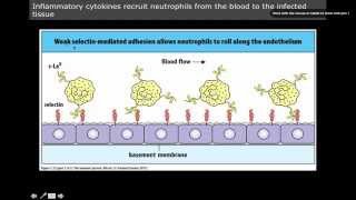 Immunology innate immunity Neutrophil Homing [upl. by Nuahsel]