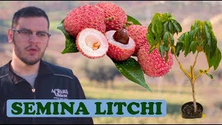 Seminare Litchi Facilmente  Metodo Rapido Successo 100 [upl. by Ynatterb]