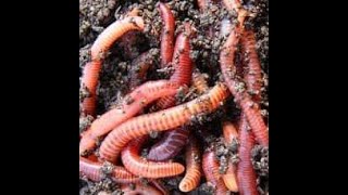 How to Start Vermiculture and Vermicomposting in your Farm [upl. by Ainaled22]