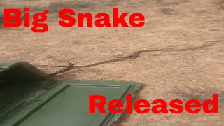 Boomslang  Venomous Snake release [upl. by Weitzman]