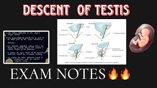 Descent Of Testis  EMBRYOLOGY  ABDOMEN ANATOMY [upl. by Eyanaj]