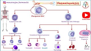 Hemopoiesis physiology।। Formation of blood cells ।। PATHOGENESIS ।। BarmanSir [upl. by Bak]