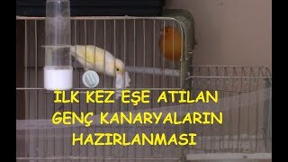 İlk Kez Eşe Atılan Genç Kanaryalar Nasıl Hazırlanmalı [upl. by Genet]