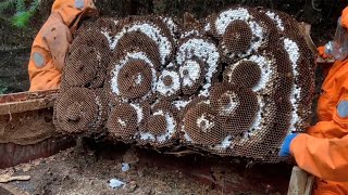 ASIAN GIANT HORNET NESTMURDER HORNETS REMOVALWASP NEST REMOVINGVESPA MANDARINIA [upl. by Eimarej]