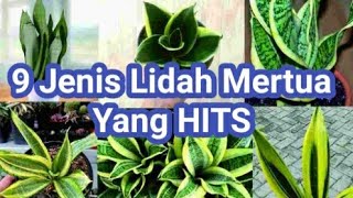 9 Jenis Tanaman Lidah Mertua Yang Hits [upl. by Ymmas]