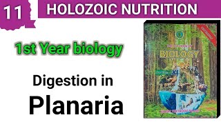 Digestion in Planaria  Holozoic Nutrition  class 11 bio chap 11 [upl. by Onder858]