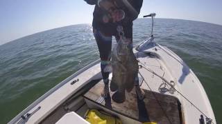 Flamingo Tripletail [upl. by Lapo]