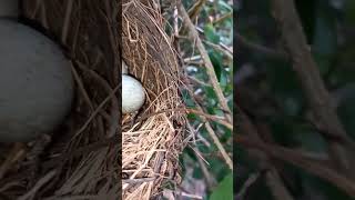 Traurig Baum beschnitten Vogelnest entdeckt Vogeleier Kommen Eltern wieder Welcher Vogel ist es [upl. by Llemaj]