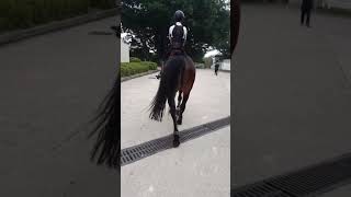 Horse Sounds Horse Hoof Sounds Walking on Pavement shorts [upl. by Cardinal]