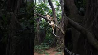 A cheetah catch monkey Best funny vadio 💥🔥🔥 [upl. by Aicercal398]