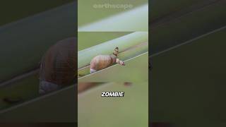 The PARASITE that turns snails into ZOMBIES [upl. by Dace]