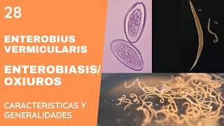 Enterobius Vermicularis 28  OXIUROS  NEMATODOS [upl. by Irdua890]