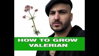 Growing Valerian uses and benefits [upl. by Helena]