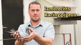 Stefaan Lambrechts racing pigeon  Master Pigeon Breeder in bemguim [upl. by Nnaeilsel392]