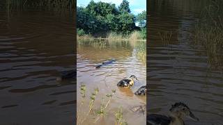 Amazing Komodo Dragon wants to eat ducklings in the waterkomodo shorts animals [upl. by Carmen787]