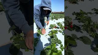 Cortando flores plantas de fresas invierno california [upl. by Lielos588]