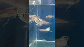 Silver arowana 3 inch contact  0719439438 silverarowana monsterfish shakthiaquarium walasmulla [upl. by Winstonn]