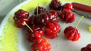 Tropical Cherries  Surinam Cherry Star Gooseberry  Video [upl. by Kile]