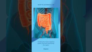 What is Lactobacillus lactobacillus uti urinaryhealth [upl. by Jeri]