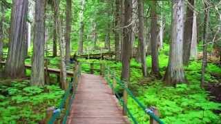 Hemlock Grove Boardwalk Trail  Glacier National Park of Canada HD [upl. by Litsyrk]