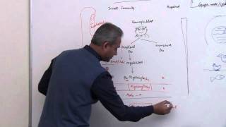 Immunology Neutrophil Lecture 3 Part 6 [upl. by Sucramrej597]