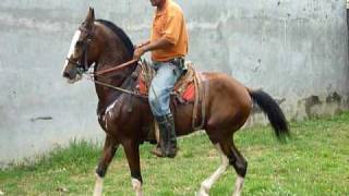 Caballo de paso costarricense [upl. by Ehgit]