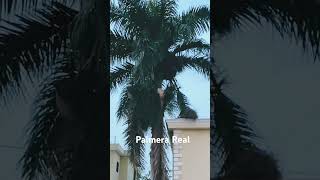 Palmera Real Royal palms aventurera [upl. by Dhu193]