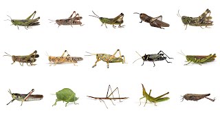 🦗 Learn Grasshopper Types in English Types of Grasshoppers English Names of Grasshopper Species🦗🦗🦗 [upl. by Bridgette]