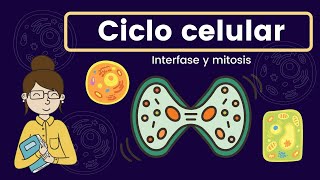 Ciclo celular interfase y mitosis [upl. by Perr369]