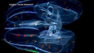 Comb jellies withstand deep sea water pressure by reshaping molecules [upl. by Claudina654]